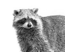 Load image into Gallery viewer, Raccoon Art Print